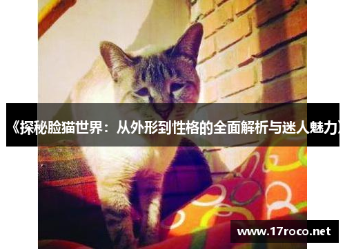 《探秘脸猫世界：从外形到性格的全面解析与迷人魅力》